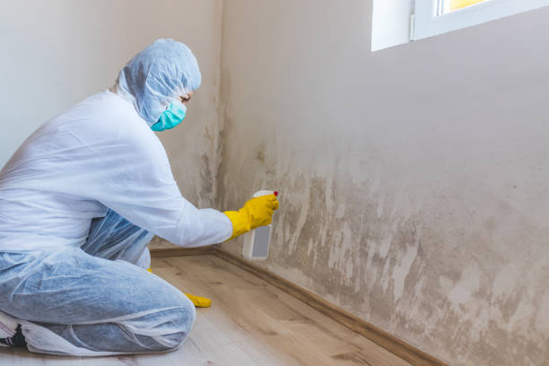 Licensed Commercial Mold Remediation service in Seaboard, NC - WQB Mold Removal
